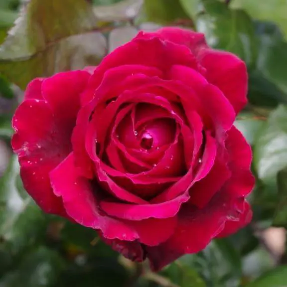 Buy Rose Romeo Plants | Free Shipping Over $150