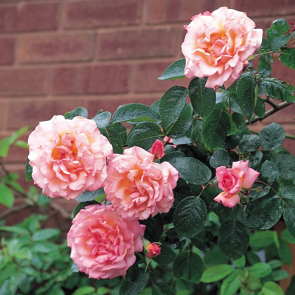 Buy Rose Compassion Plants | Free Shipping Over $150