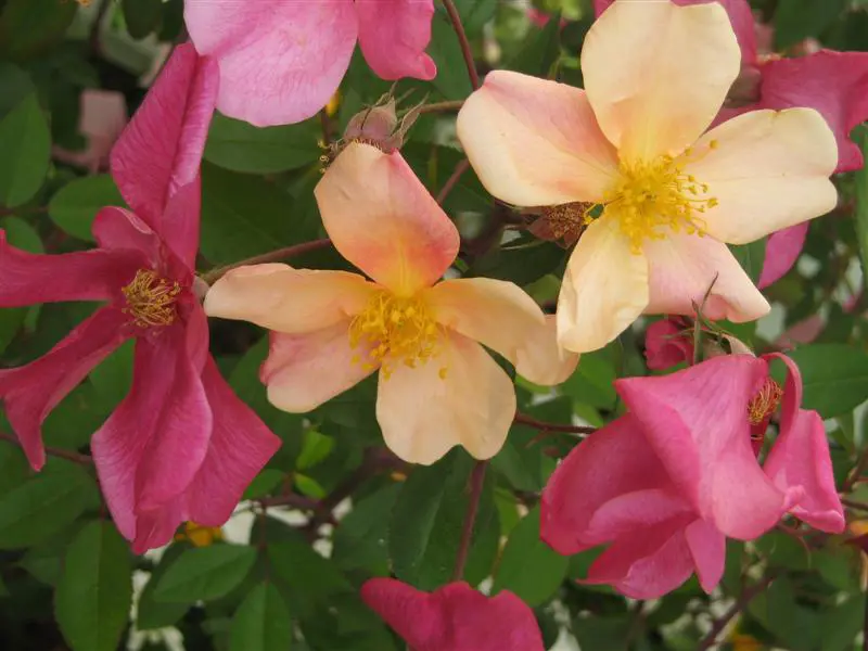 Buy Rose Mutabilis Standard Plants | Free Shipping Over $150