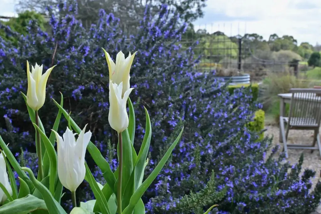 A Rosemary 'Blue Lagoon' shrub with blue flowers in a mixed planting.