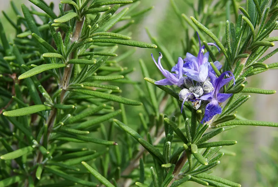 Elegant purple flowers on a Rosmarinus officinalis plant.