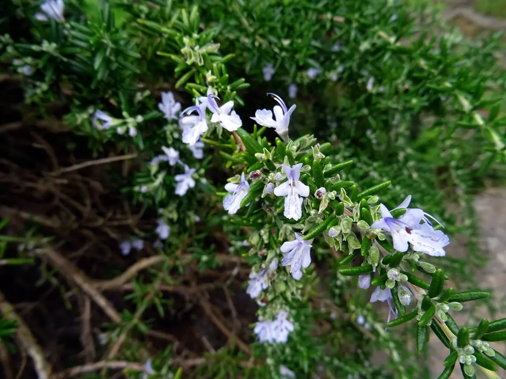 A Rosmarinus lavandulaceus shrub with green foliage and blue flowers.