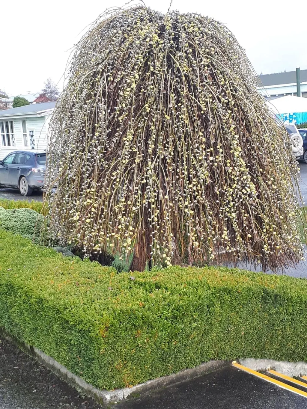 Buy Salix caprea 'pendula' | Free Freight Over $150
