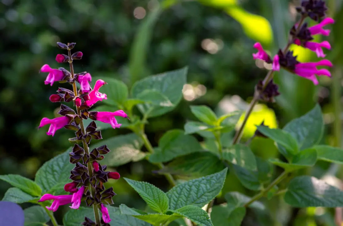 Salvia 'Amante' plant with dark pink flowers and lush, green foliage.