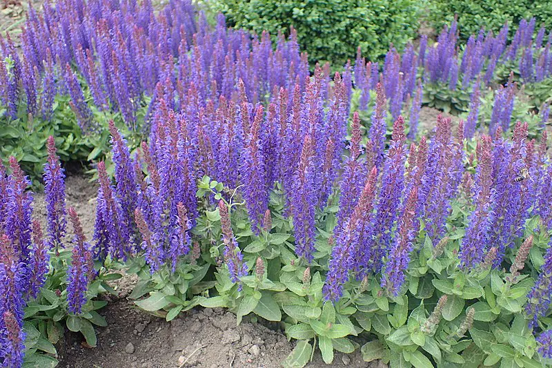 Salvia 'Blue Hills' plants.
