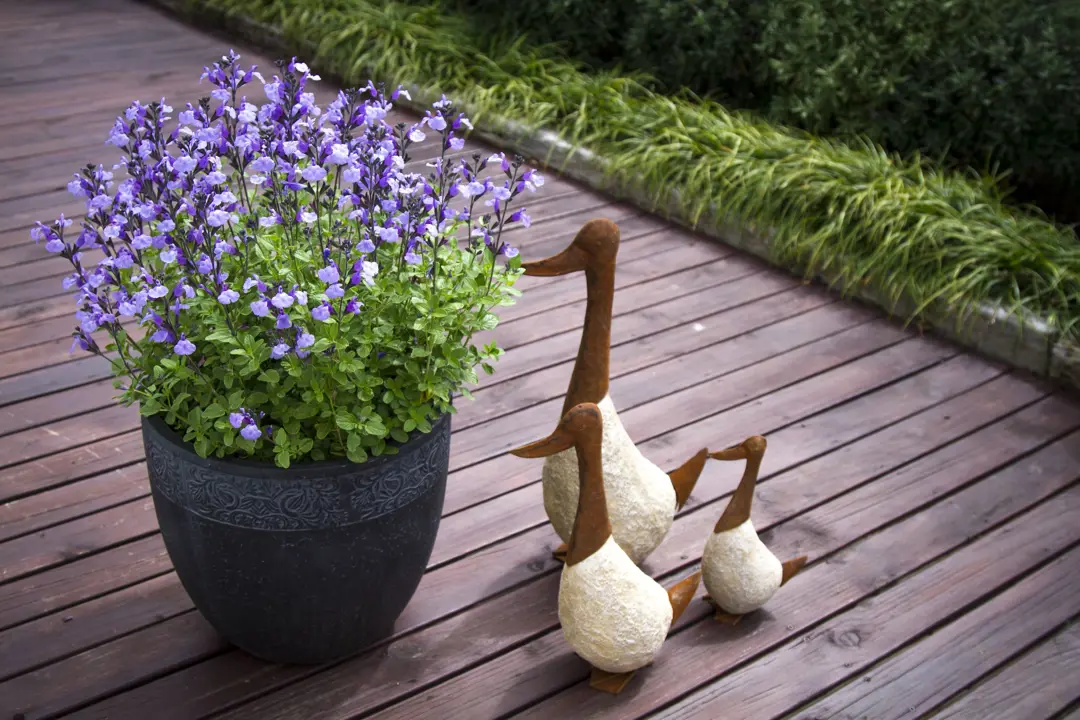 Salvia 'So Cool Pale Blue' plant in a pot with pale blue flowers.