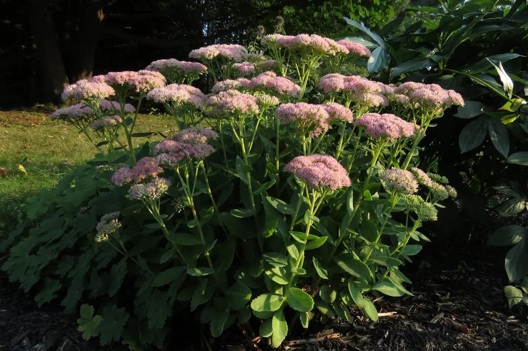 A beautiful Sedum 'Autumn Joy' plant in a garden with pink flowers and lush, green foliage.