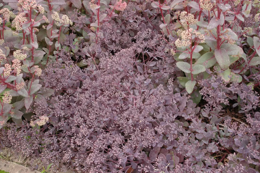 Sedum 'Bertam Anderson' plants in a border garden with small, dark purple foliage.