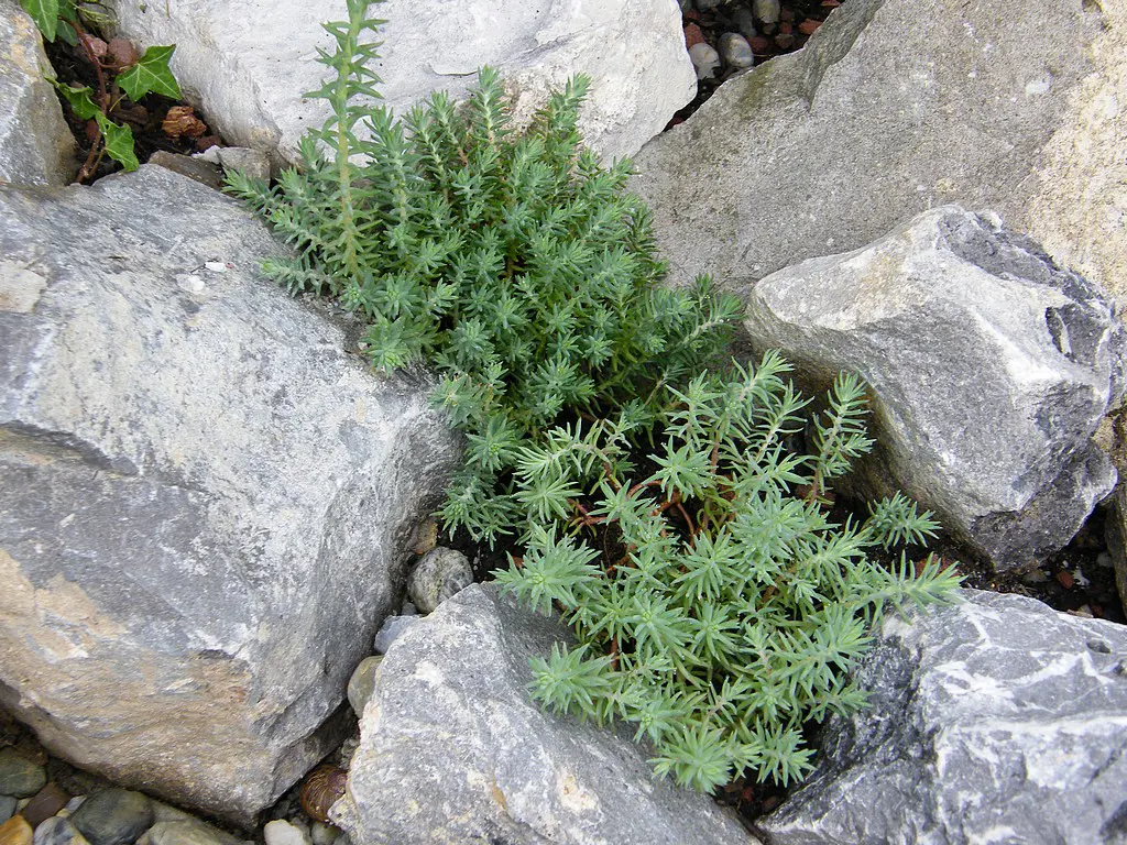 Sedum reflexum (Blue Stonecrop) with fine foliage growing between rocks.