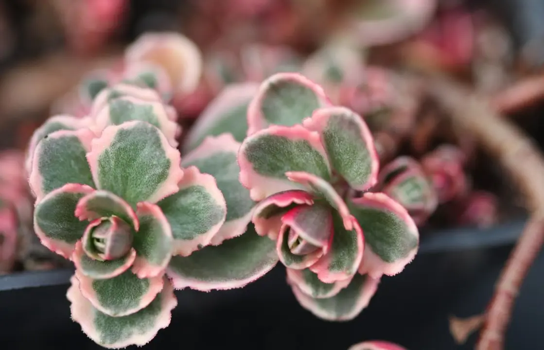 Sedum spurium 'Tricolor' colouful foliage.