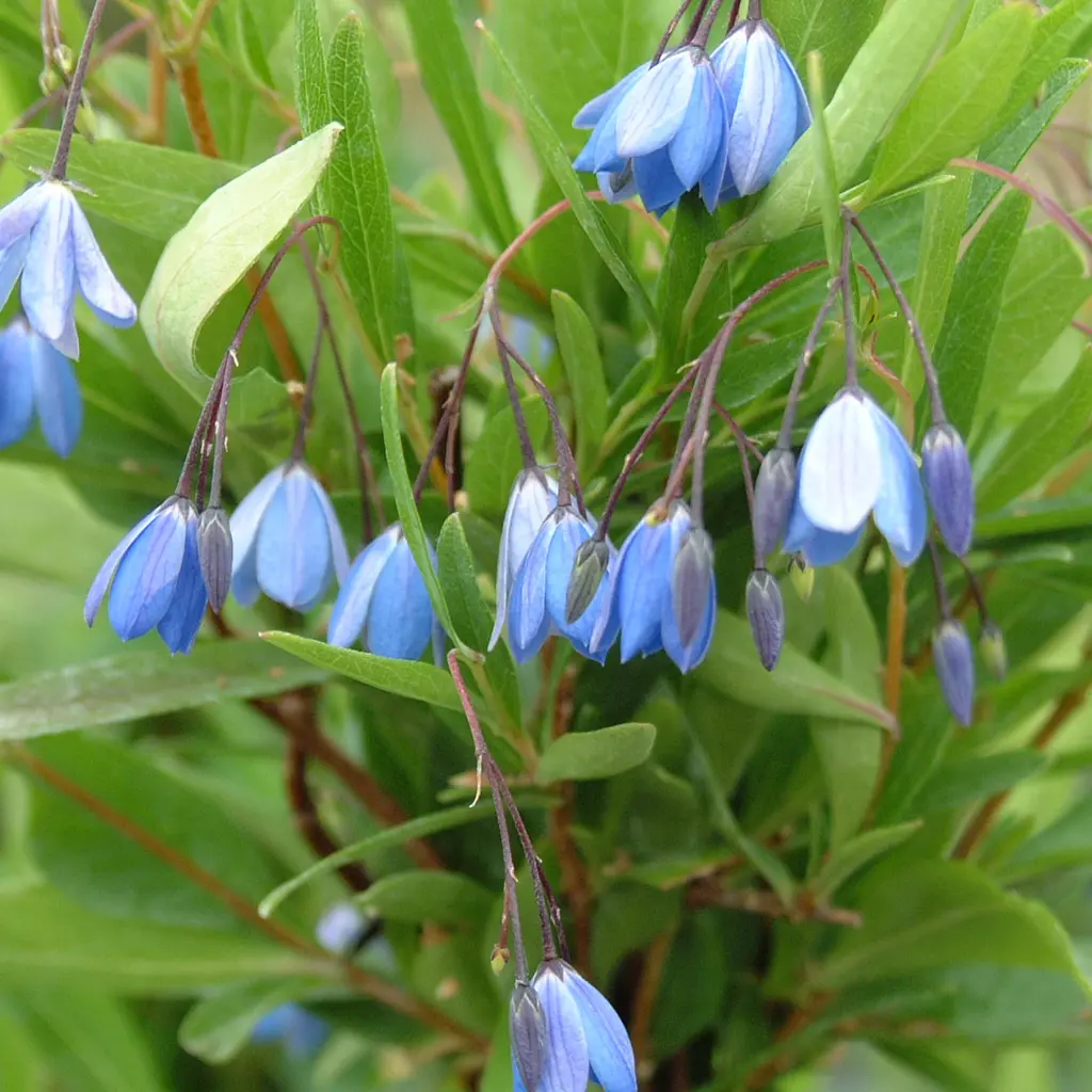 Buy Sollya heterophylla Plants | Free Shipping Over $150