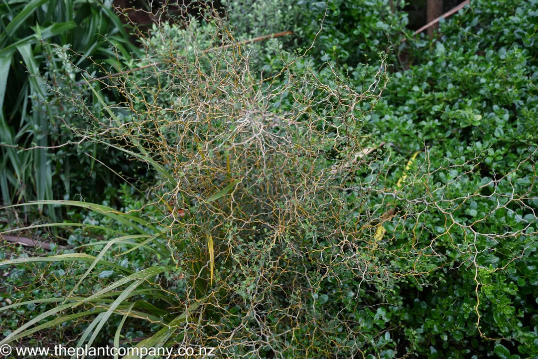 Sophora prostrata plant growing with a backdrop of Coprosma 'Poor Knights'.