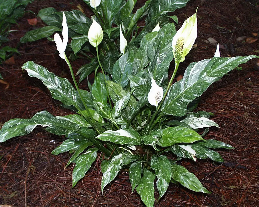 Spathiphyllum 'Domino' variegated peace Lily with elegant white flowers.