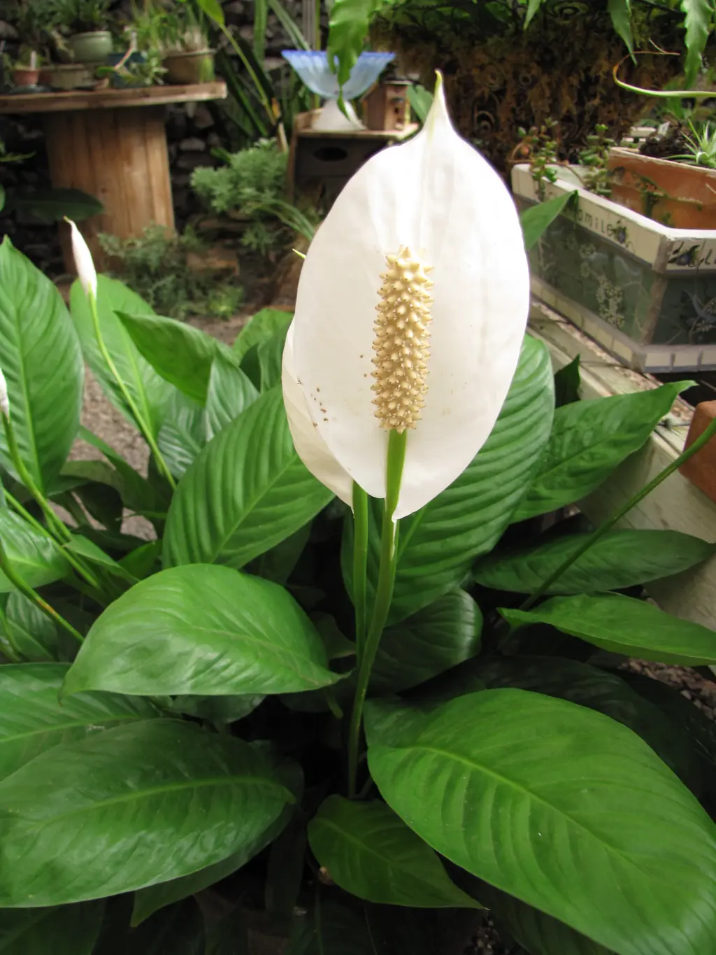 Spathiphyllum wallisii plant growing in a pot with white flowers.