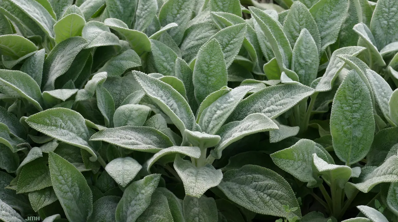 Stachys byzantina 'Big Ears' plants with large, velvet covered, green leaves.