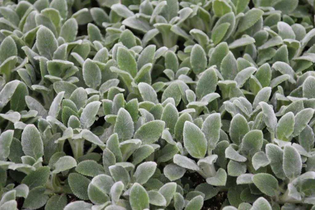 Stachys 'Silver Carpet' plants with velvet covered leaves growing as a gound cover.