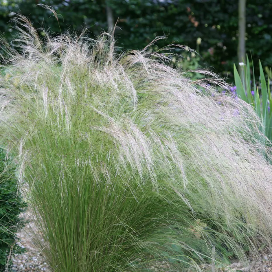Stipa Tenuissima Mexican Feather Grass