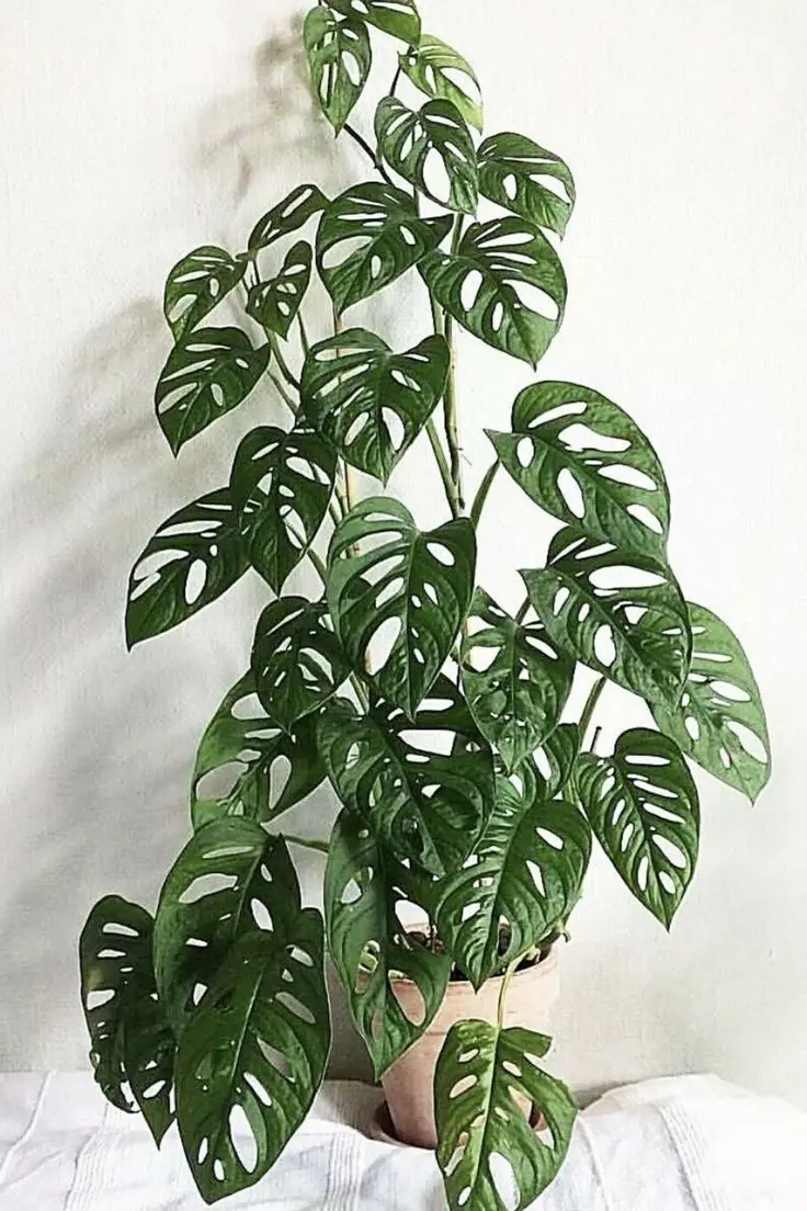 A large Monstera adansonii plant growing in a pot and featuring lush, dark green foliage.