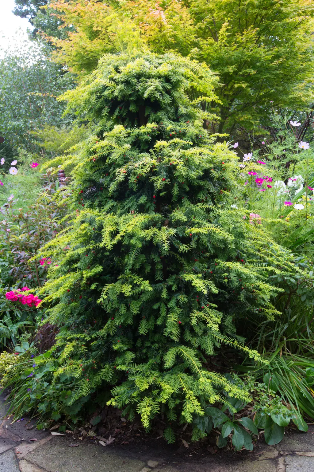 Buy Taxus baccata Dovastonii Aurea Plants | Free Shipping Over $150