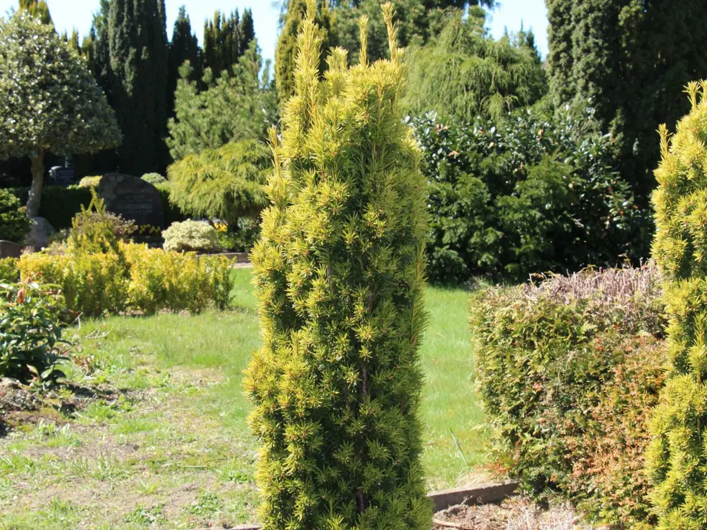 Taxus baccata Fastigiata Aureomarginata | Free Shipping Over $150