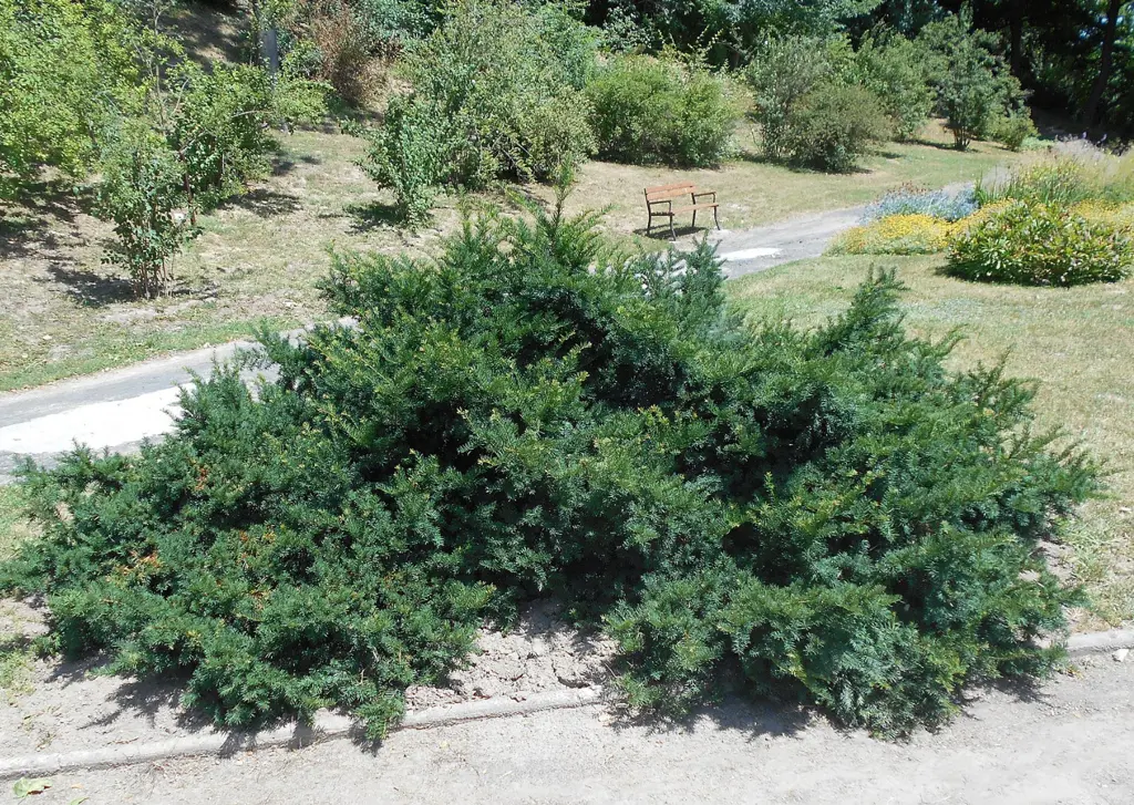 thuja smaragd dünger flüssig Purgrün Thuja-Smaragd-Dünger 1 kg main image 1