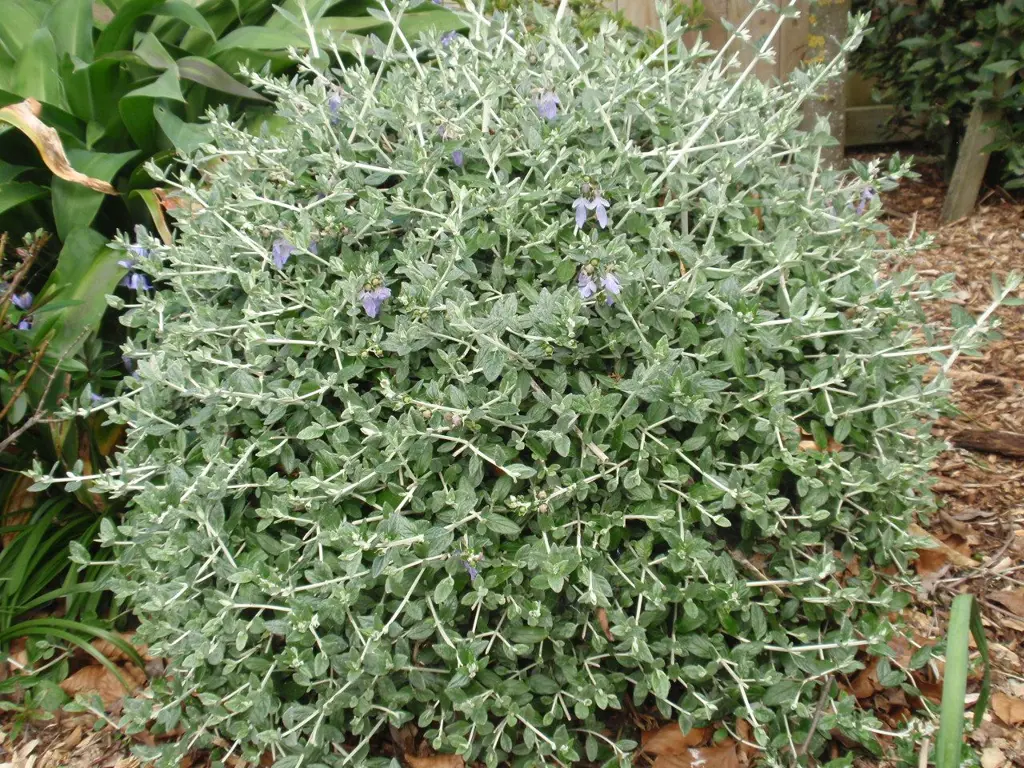 Buy Teucrium Fruticans Plants Free Shipping Over 150 Buy Teucrium Fruticans Plants Free Shipping Over 150