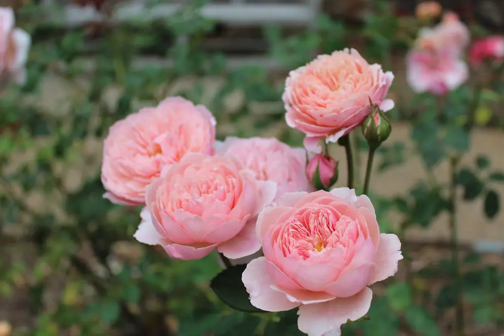 Buy Rose The Alnwick Rose Plants | Free Shipping Over $150