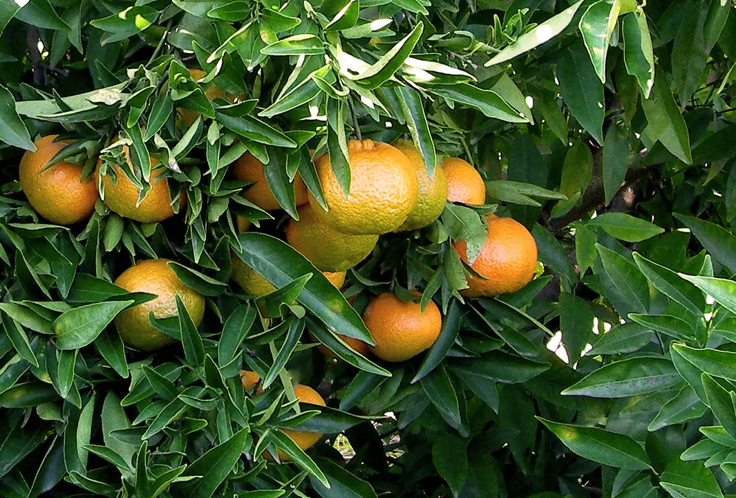 A Mandarin 'Thorny' tree with young fruit.