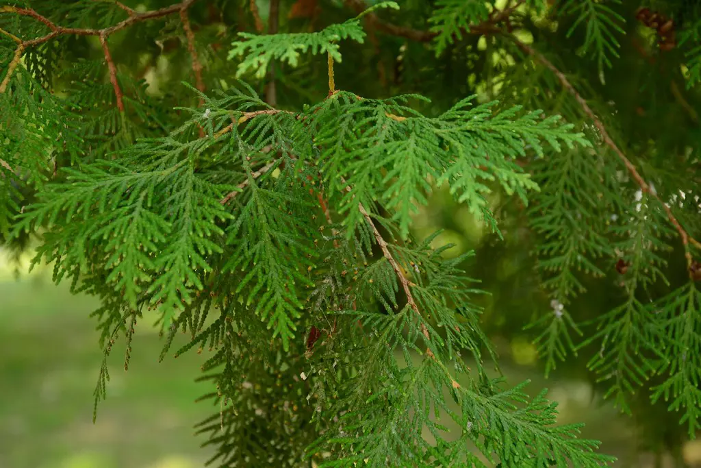 Thuja occidentalis (White Pine) green foliage.