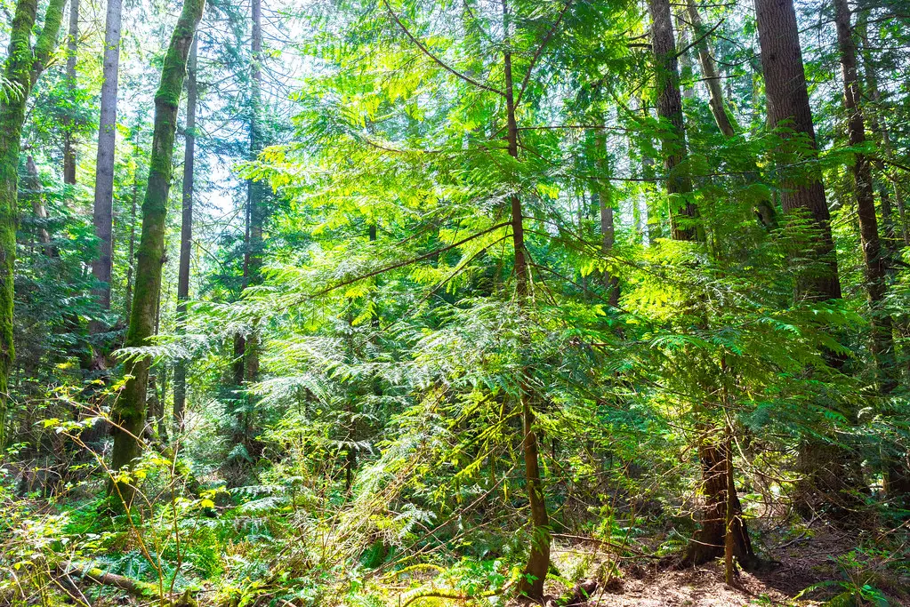 A young Thuja plicata (Western Red Cedar) tree in a forest standing four metres tall.