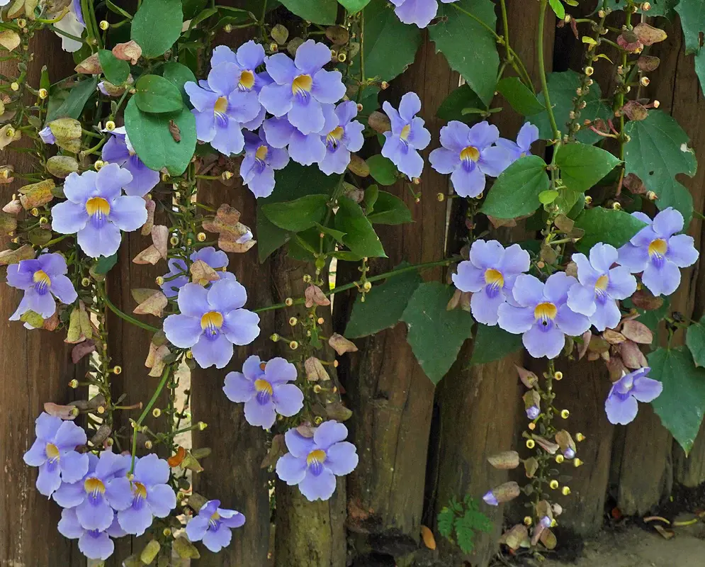 Buy Thunbergia grandiflora Plants | Free Shipping Over $150