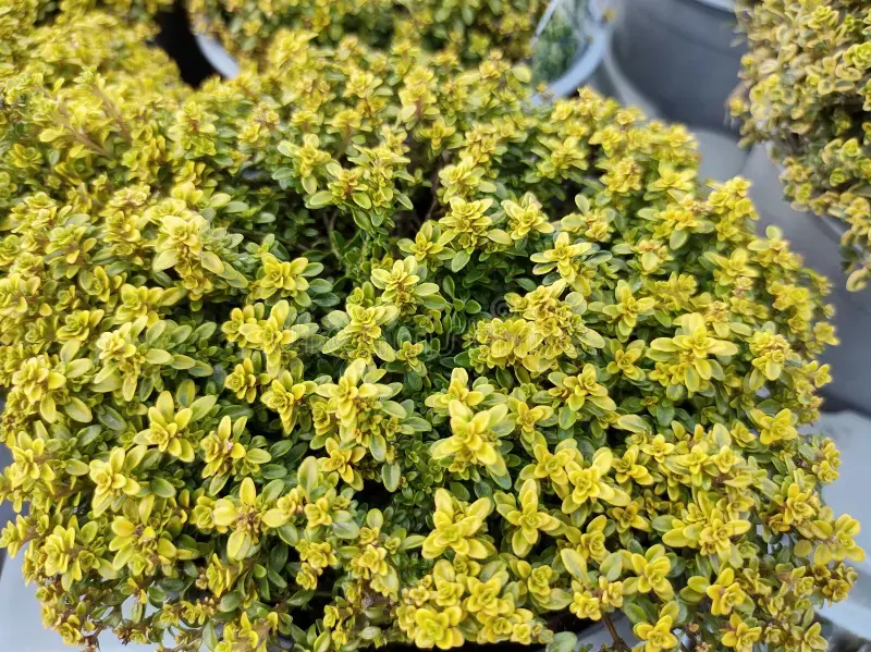 Thymus 'Anderson's Gold' plants with yellow-green foliage for sale.