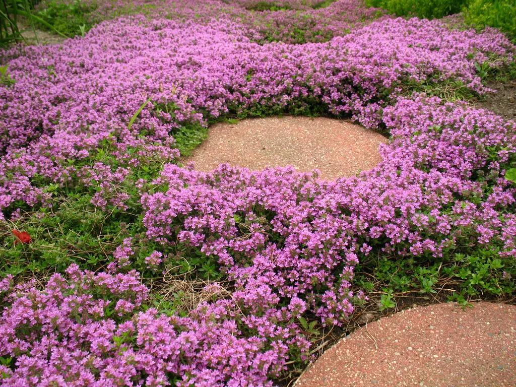 Thymus coccineus plants with pink flowers growing between paving stones.
