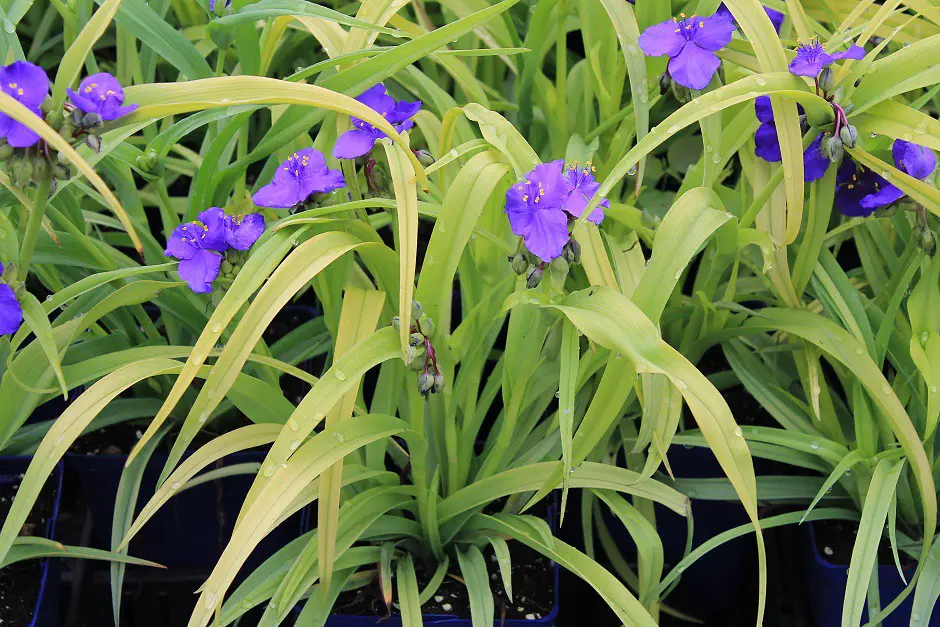 Tradescantia Blue and Gold plant with blue flowers and green-yellow foliage.