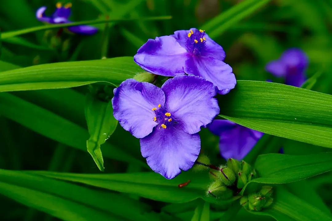 Tradescantia virginiana plant with elegant, purple flowers.