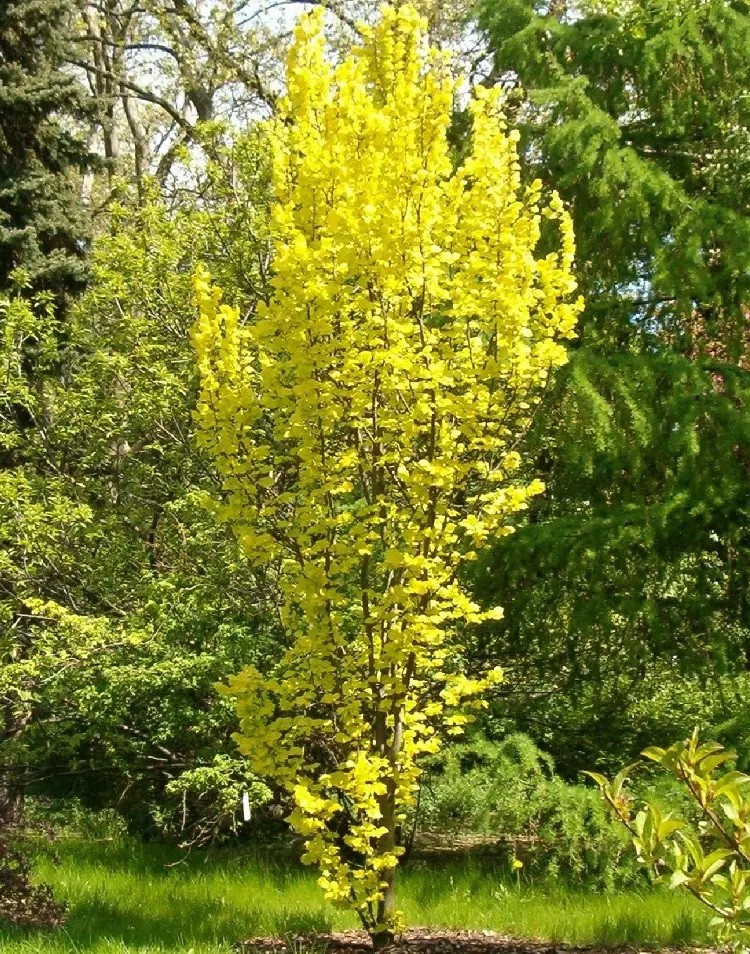 Buy Ulmus Wredei Plants Free Shipping Over 150