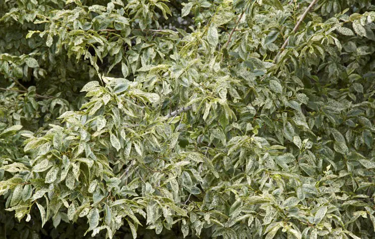 Buy Ulmus carpinifolia Variegata Plants | Free Shipping Over $150