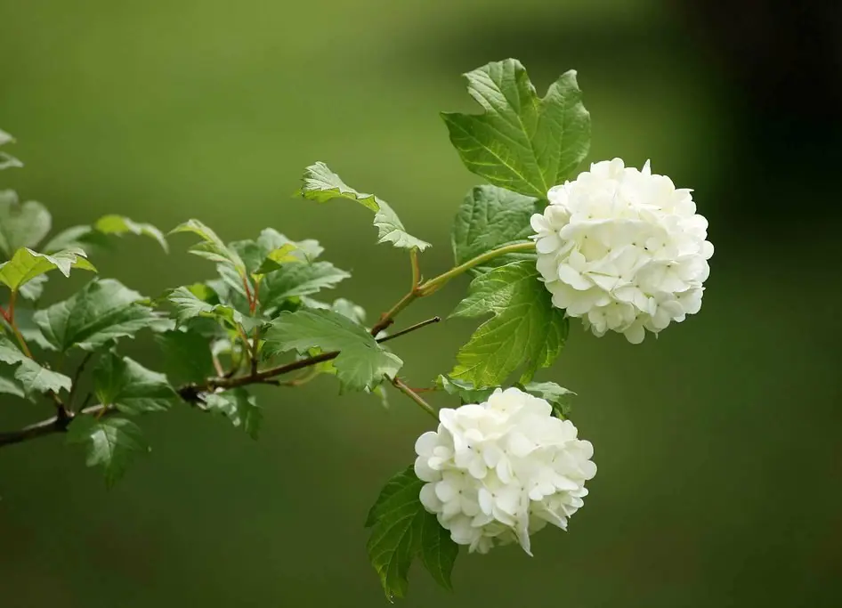 Viburnum opulus white flowers on a stem.