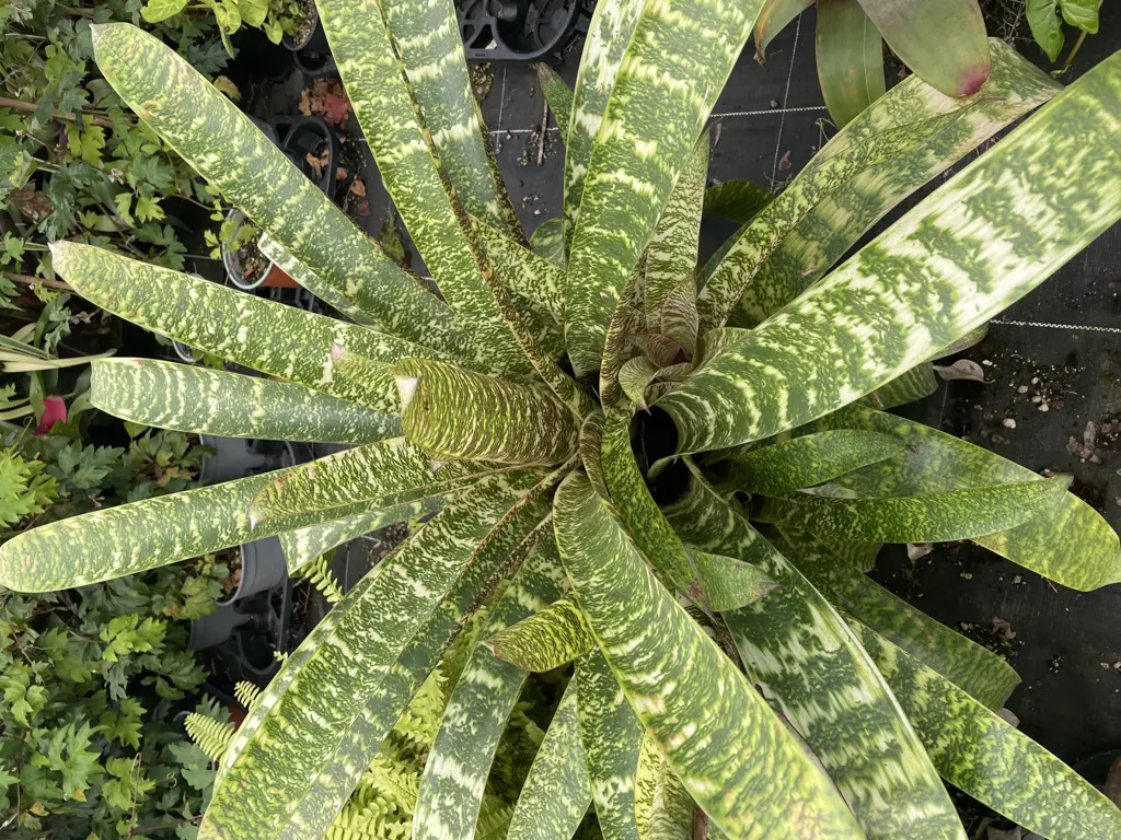 Buy Vriesea ospinae gruberi Plants | Free Shipping Over $150