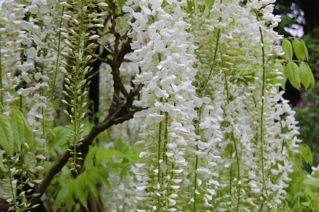 wisteria-floribunda-alba-
