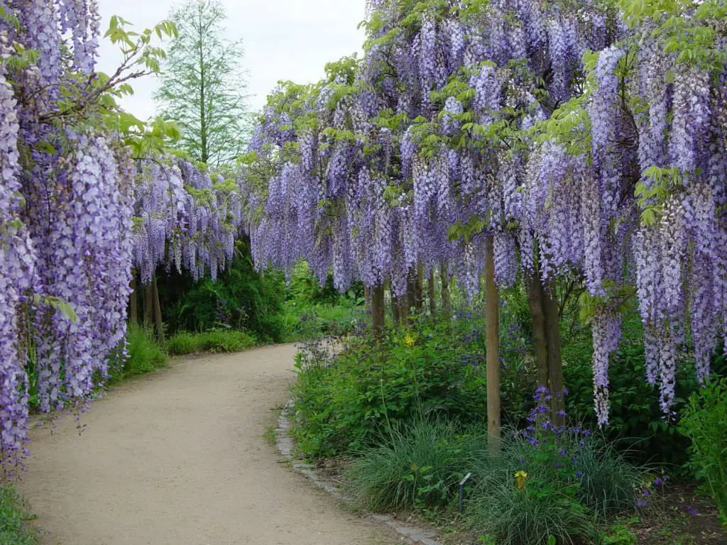 wisteria-harlequin-2