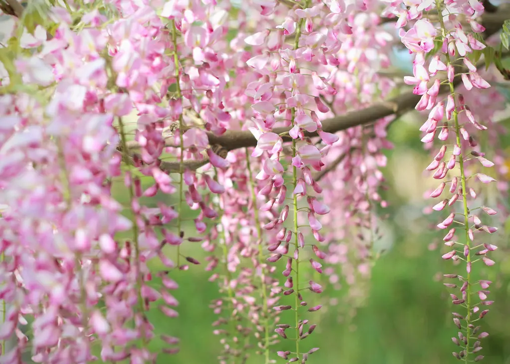 Very elegant Wisteria 'Pink Ice' flowers.