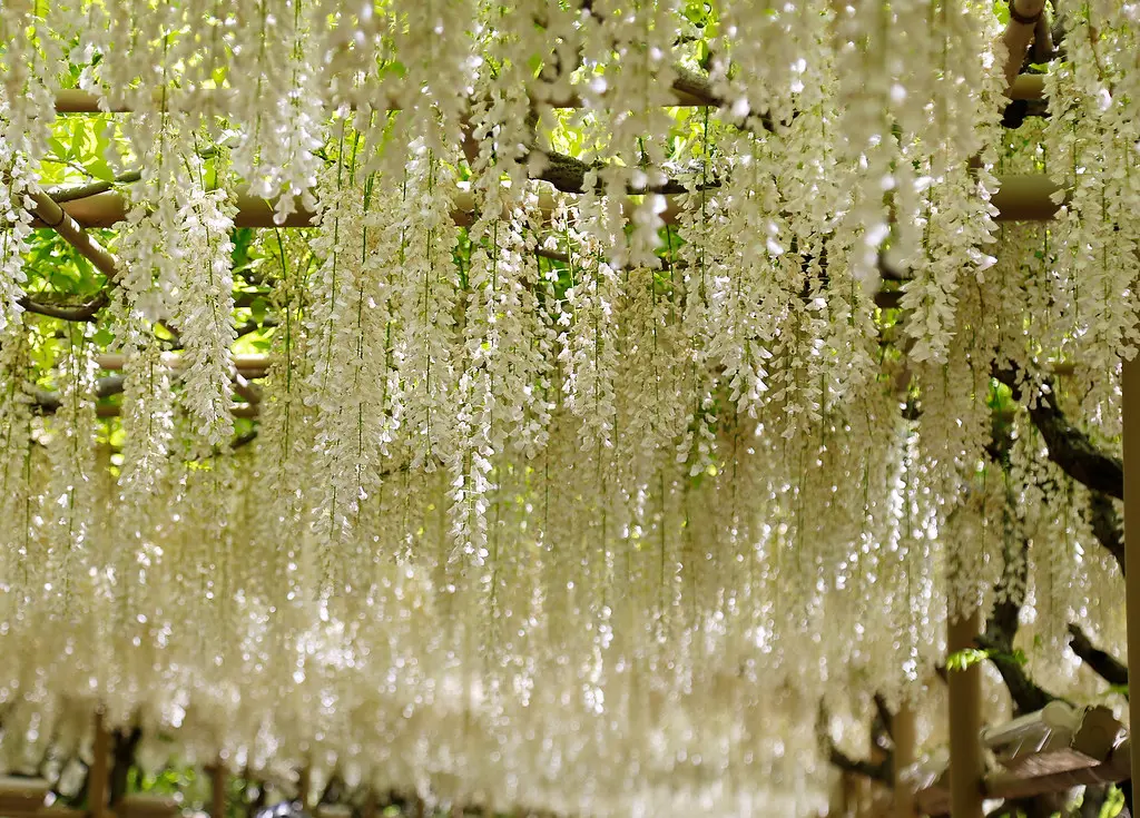 A fantastic Wisteria 'Snow Showers' display of white flowers on a trellis.
