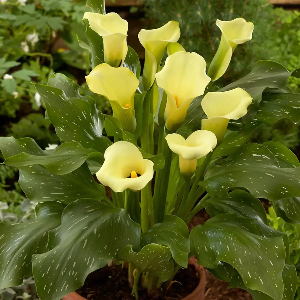 Buy Zantedeschia 'Tiny Lemon' Online | Free Shipping NZ Wide