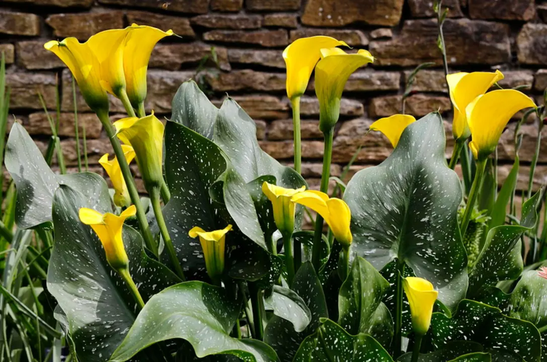 Yellow Calla Lily Seeds (Zantedeschia Aethiopica) – 2025 Fresh Harvest, Fast-Growing Bonsai Perennial
