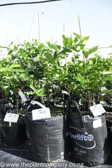 35-litre-planter-bags-2