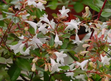 abelia-grandiflora--2