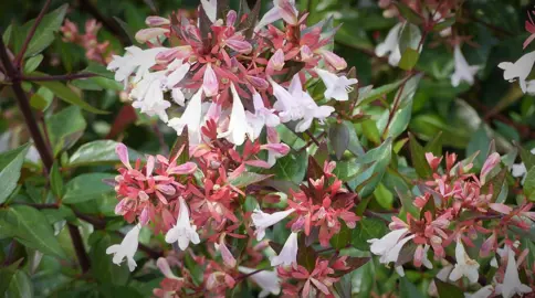 Masses of Abelia grandiflora white flowers on a plant.