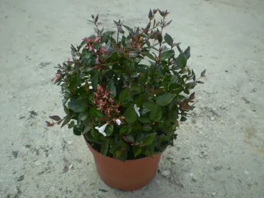 Abelia grandiflora plant in a pot for sale at The Plant Company nursery.