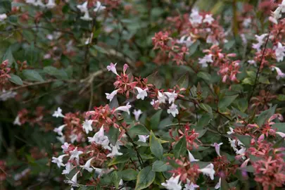 abelia-grandiflora-